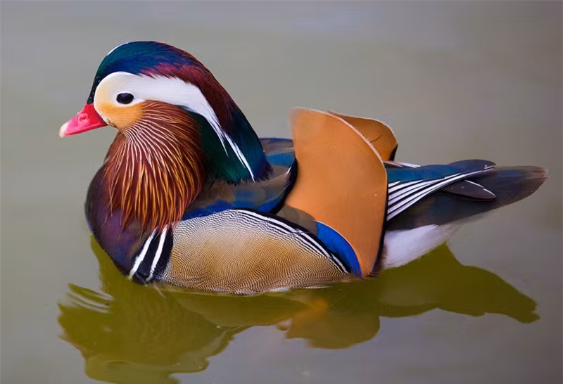 Ngắm bộ lông sặc sỡ của chim uyên ương ảnh 1 Ngắm bộ lông sặc sỡ của chim uyên ương ảnh 1