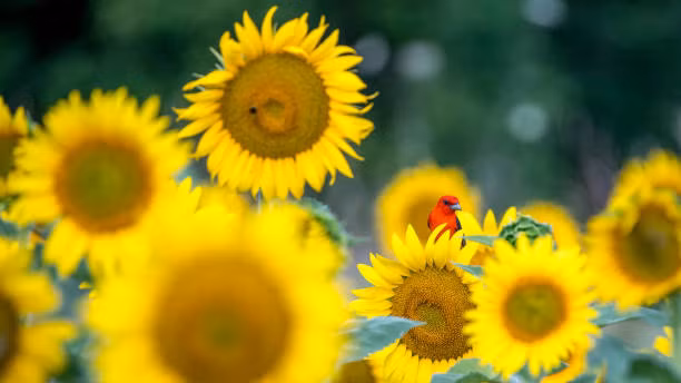 Nam 2023, 4 con giap gap nhieu chuyen vui, dao hoa phoi phoi-Hinh-4