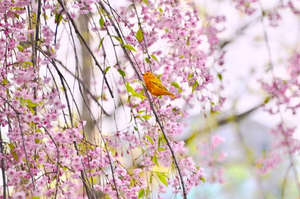 Nam 2023, 4 con giap gap nhieu chuyen vui, dao hoa phoi phoi