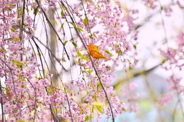 Nam 2023, 4 con giap gap nhieu chuyen vui, dao hoa phoi phoi