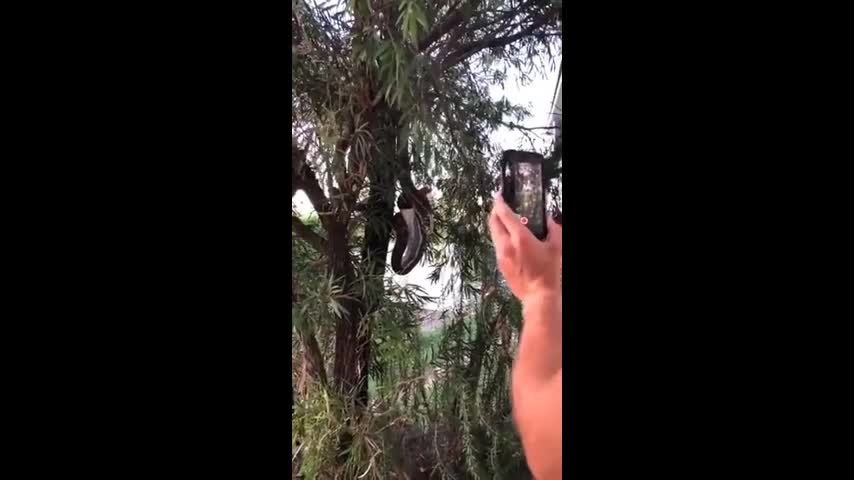 Bat gap canh tuong noi da ga, nguoi dan ong lap tuc quay clip