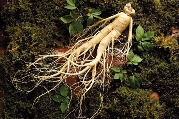 Nhan sam dai bo nhung co the hoa 'thuoc doc'