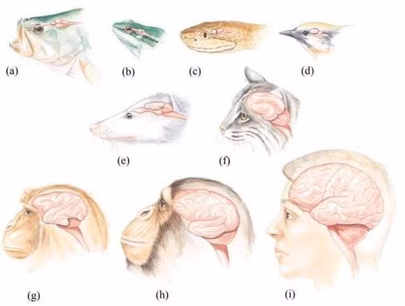 Vi sao chim yen co the bay trong nhieu thang ma khong ha canh?-Hinh-7