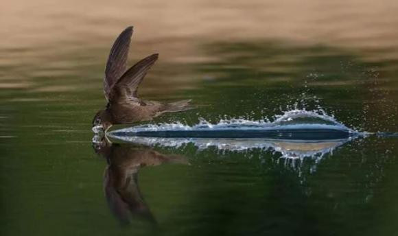 Vi sao chim yen co the bay trong nhieu thang ma khong ha canh?-Hinh-18