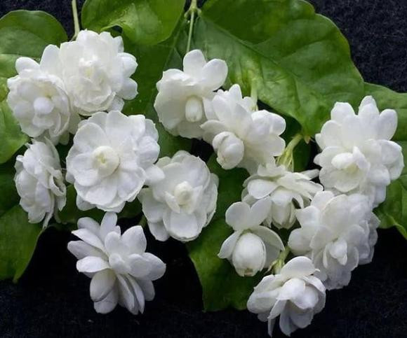 Thang co hon, dat 6 loai hoa tren ban tho de cau tai loc-Hinh-8