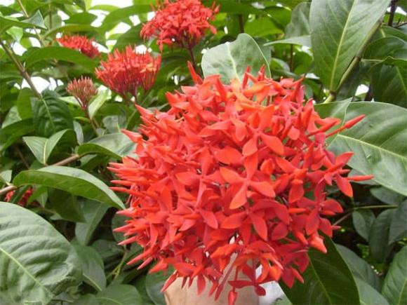 Thang co hon, dat 6 loai hoa tren ban tho de cau tai loc-Hinh-3