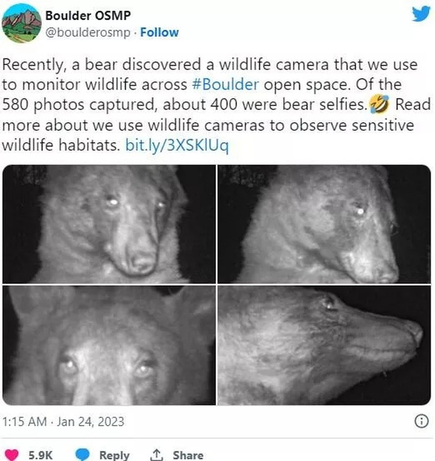 Gấu hoang dã nổi tiếng mạng xã hội với gần 500 tấm ảnh selfie Gau hoang da noi tieng mang xa hoi voi gan 500 tam anh selfie