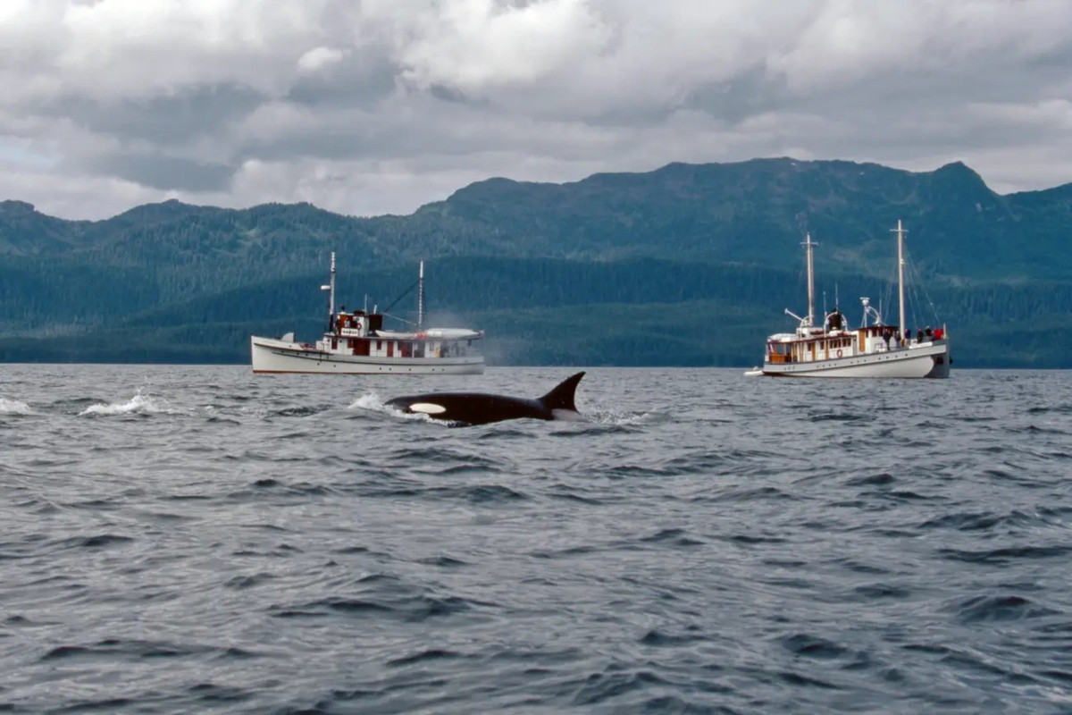 Dan ca voi sat thu tan cong 45 phut, dam chim du thuyen