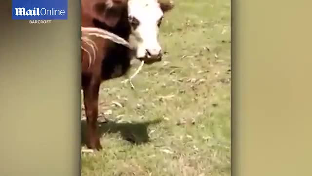 Video: Bò thản nhiên ăn thịt rắn sống khiến người chủ sửng sốt Video: Bo than nhien an thit ran song khien nguoi chu sung sot