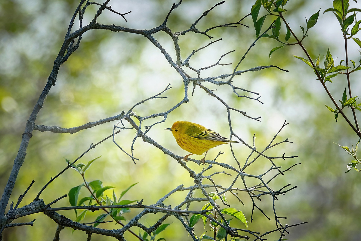 Ai sinh ngày Âm lịch này kiên định theo đuổi ước mơ - Hình 2 Ai sinh ngay Am lich nay kien dinh theo duoi uoc mo-Hinh-2