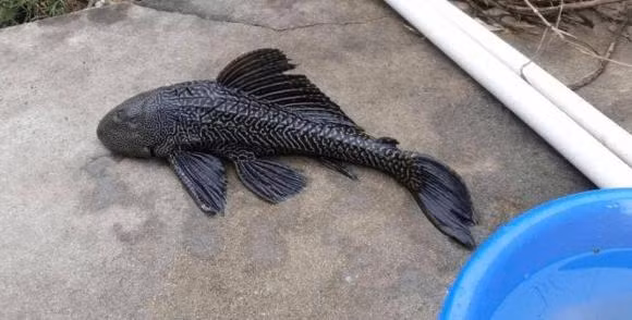 5 loai ca ban nhat cho chua kim loai nang va ky sinh trung-Hinh-8