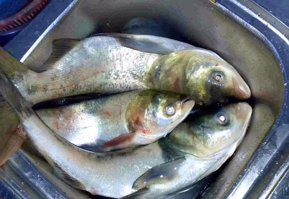 5 loai ca ban nhat cho chua kim loai nang va ky sinh trung-Hinh-5