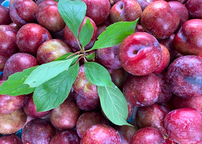 Ganh mua no am ve nha voi giong man mau ban dat nhu tom tuoi