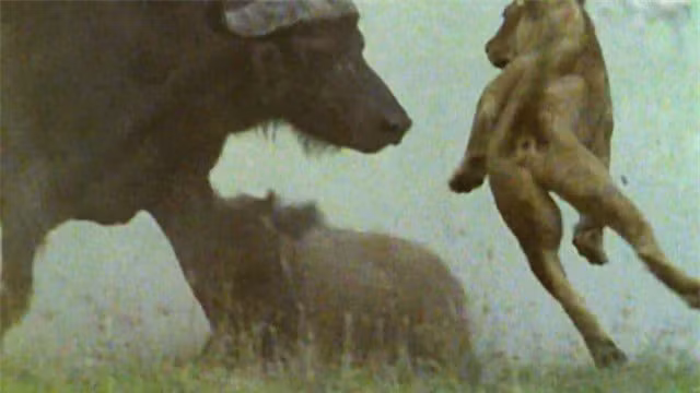 Chọn sai con mồi, sư tử phải trả một cái giá cực đắt ảnh 1