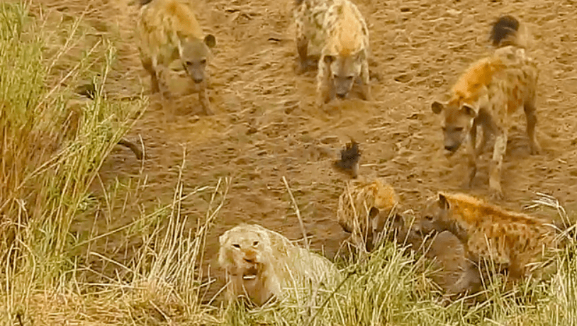 Bat hoc dat gia cho chung toc dam ca gan bat nat nha vua