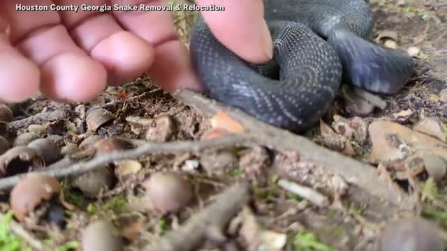 Video: Ran gia chet thu hut nhieu su chu y