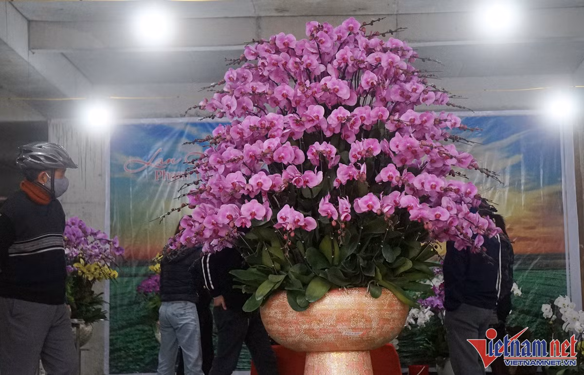 Hoa lan dat vang 18k bay ban hut nguoi xem o thanh Vinh-Hinh-4
