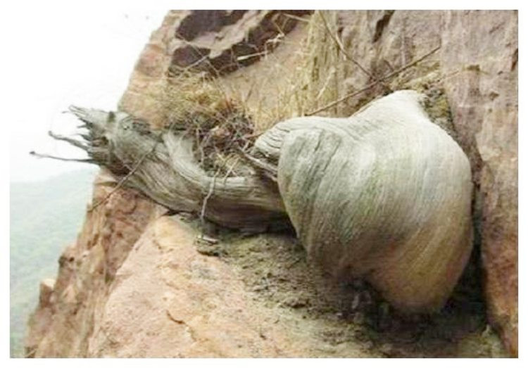 Loai go quy de khien nhieu nguoi bo mang, tim duoc la doi doi-Hinh-2