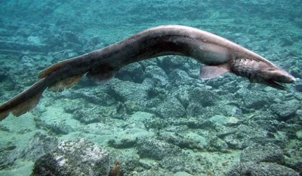 Tim hieu loai ca map duoc xem la 