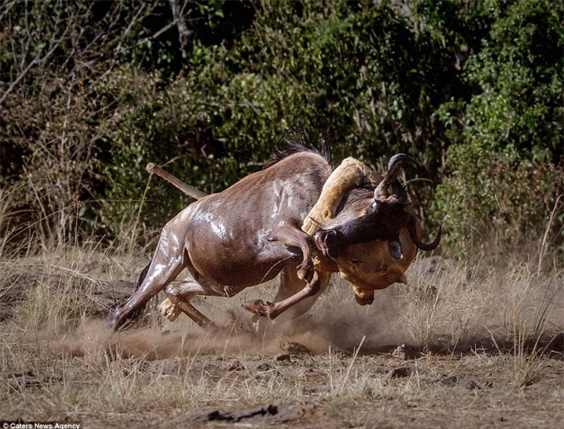 Cận cảnh linh dương đầu bò kịch chiến sư tử cái - Hình 2 Can canh linh duong dau bo kich chien su tu cai-Hinh-2