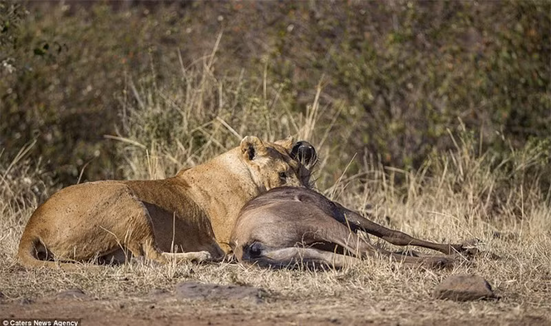 Can canh linh duong dau bo kich chien su tu cai-Hinh-8