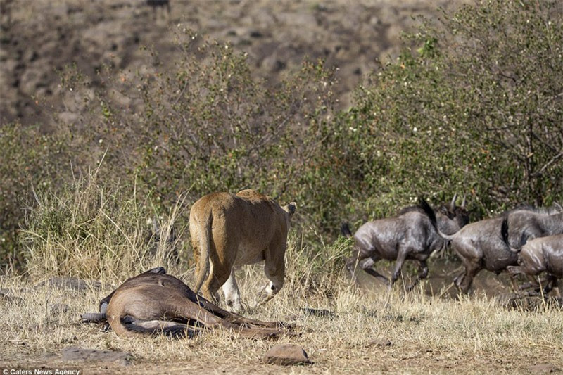 Cận cảnh linh dương đầu bò kịch chiến sư tử cái - Hình 10 Can canh linh duong dau bo kich chien su tu cai-Hinh-10