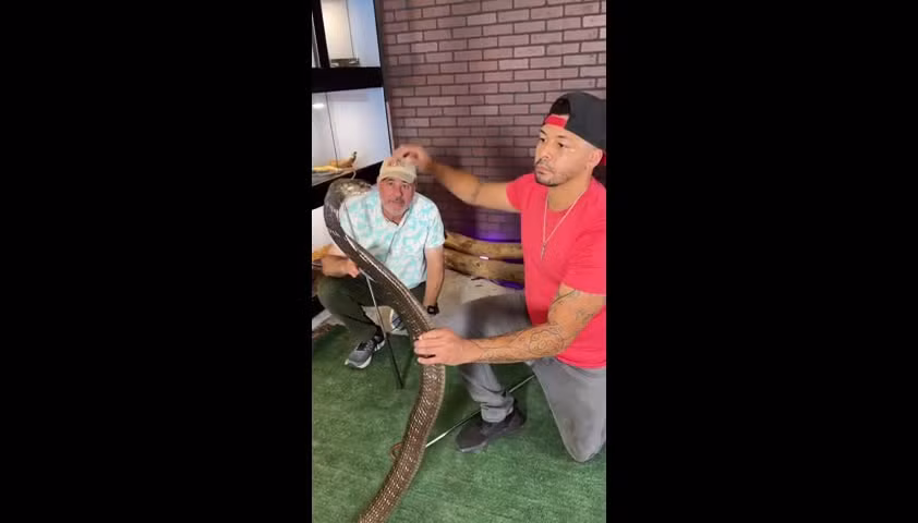 Video: Rắn hổ mang chúa hung hăng tấn công người đàn ông Video: Ran ho mang chua hung hang tan cong nguoi dan ong