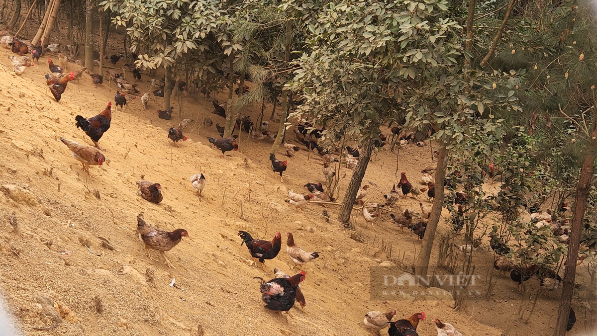 Nuoi ga tha doi, nong dan o Lai Chau thu hon 1 ty/nam-Hinh-2