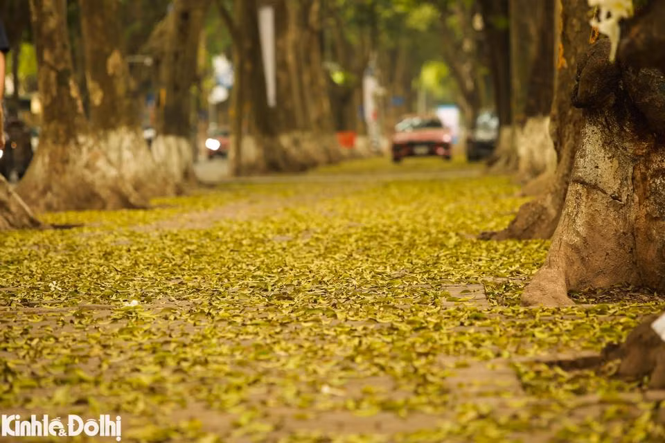 Ngam cay thay la vang uom tren “con duong lang man nhat Ha Noi”