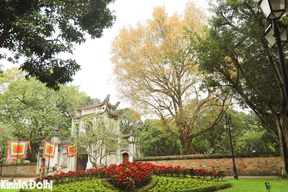 Ngam cay thay la vang uom tren “con duong lang man nhat Ha Noi”-Hinh-9