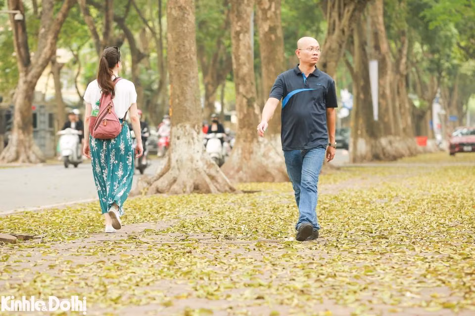 Ngam cay thay la vang uom tren “con duong lang man nhat Ha Noi”-Hinh-3