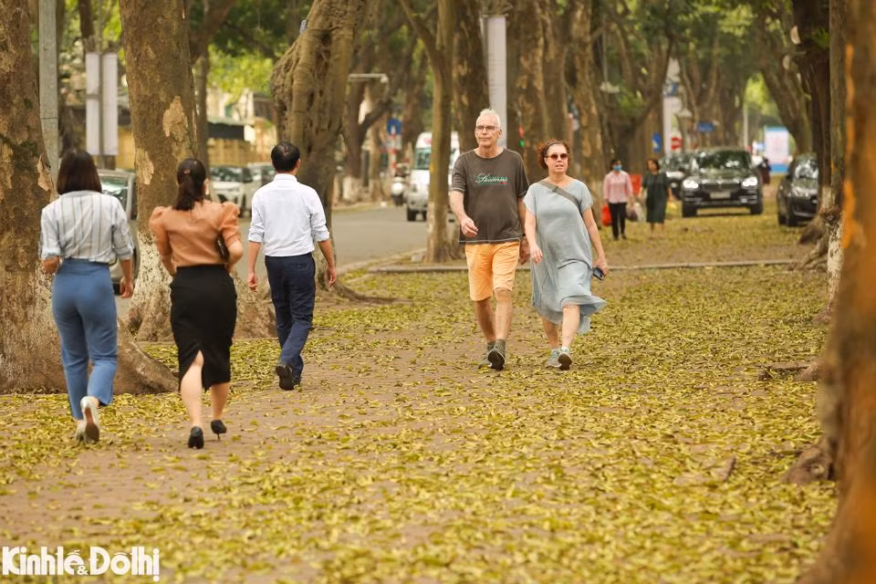 Ngam cay thay la vang uom tren “con duong lang man nhat Ha Noi”-Hinh-2