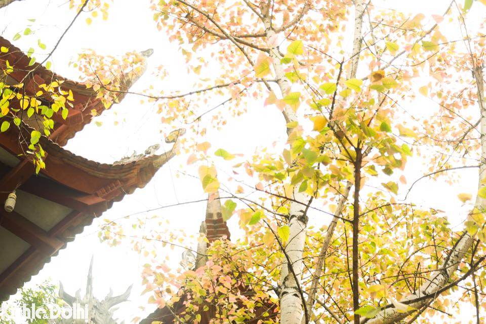 Ngam cay thay la vang uom tren “con duong lang man nhat Ha Noi”-Hinh-11