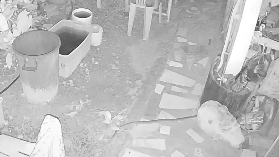 Video: Thay cho sua gat, chu nha phat hien ra con vat cuc doc