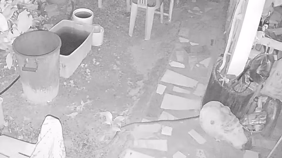 Video: Thay cho sua gat, chu nha phat hien ra con vat cuc doc