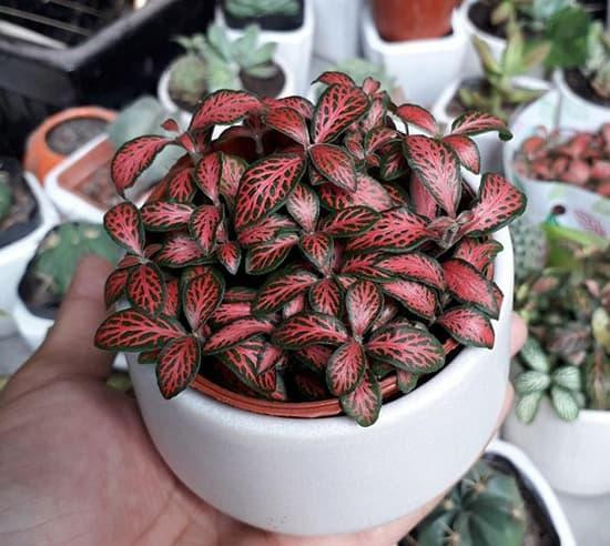 Nguoi menh Hoa trong ngay cay phong thuy nay de hut may man