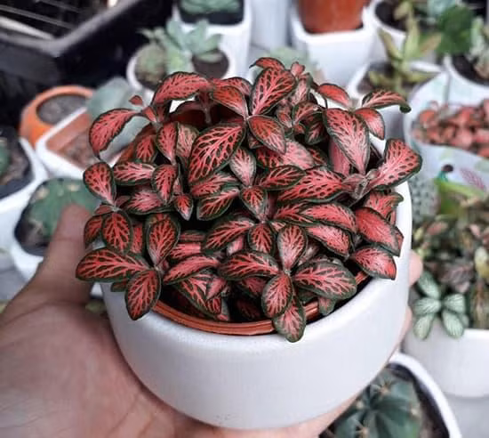 Nguoi menh Hoa trong ngay cay phong thuy nay de hut may man