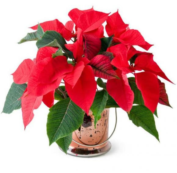 Nguoi menh Hoa trong ngay cay phong thuy nay de hut may man-Hinh-2