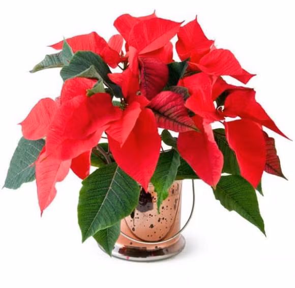 Nguoi menh Hoa trong ngay cay phong thuy nay de hut may man-Hinh-2