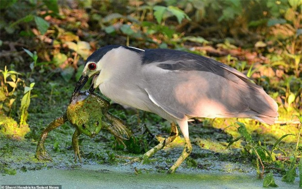 Mặc dù con cóc cố gắng giãy giụa để thoát thân nhưng cặp mỏ của diệc như chiếc gọng kìm, kẹp chặt con cóc từ phía sau.