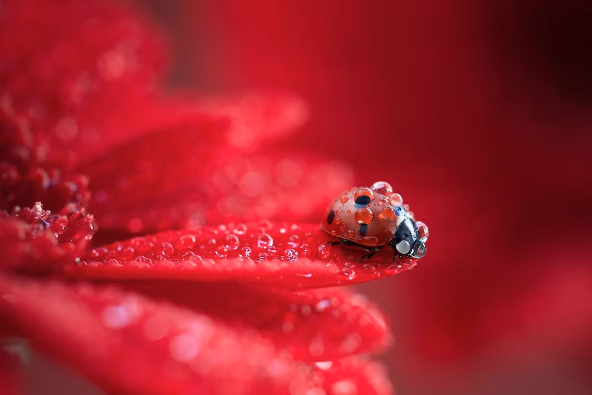 4 con giap thu nhap gap doi, khong lo ngheo kho trong he 2023