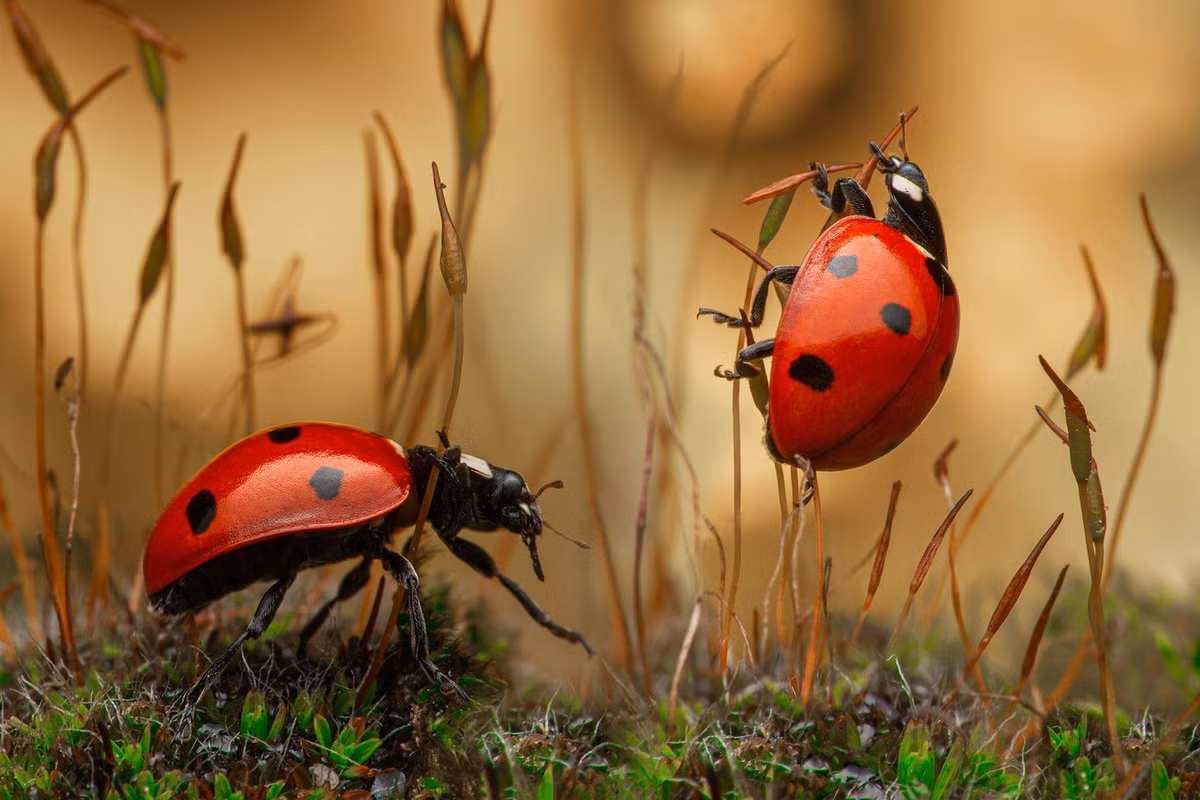 4 con giap thu nhap gap doi, khong lo ngheo kho trong he 2023-Hinh-2