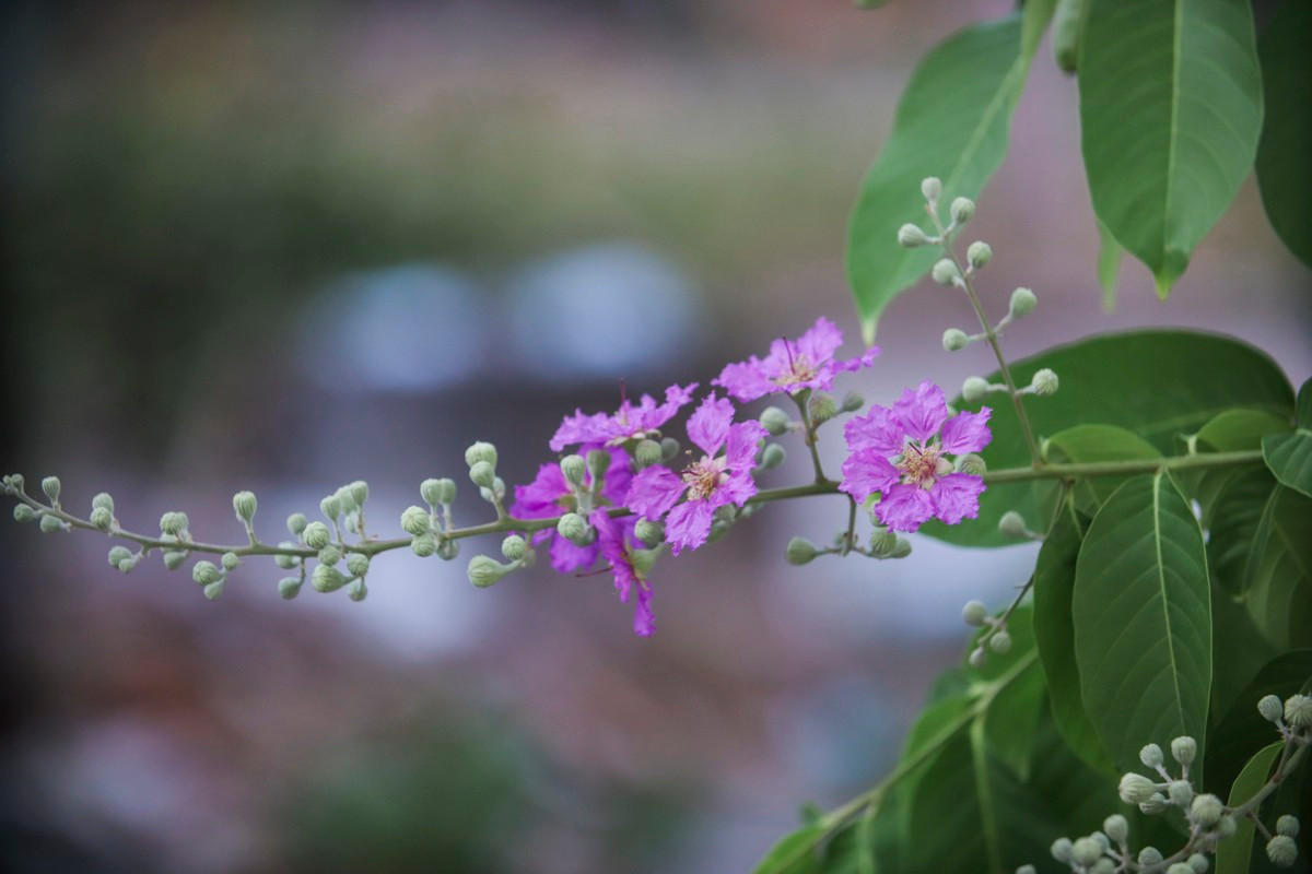 Ve xu dua ngam hoa bang lang khoe sac tim nao long-Hinh-4