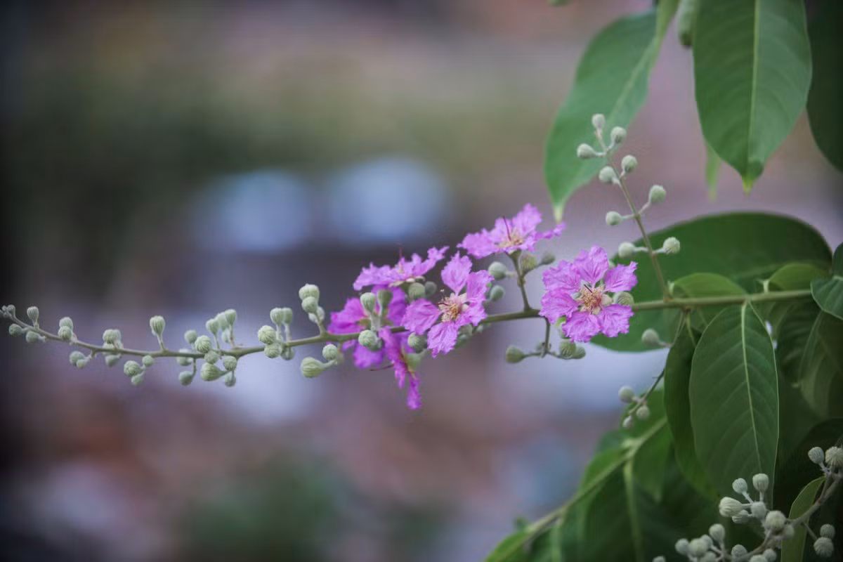 Ve xu dua ngam hoa bang lang khoe sac tim nao long-Hinh-4