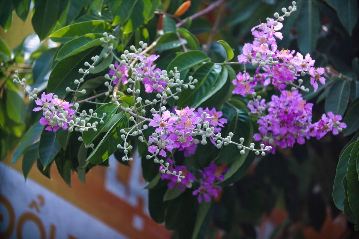 Ve xu dua ngam hoa bang lang khoe sac tim nao long