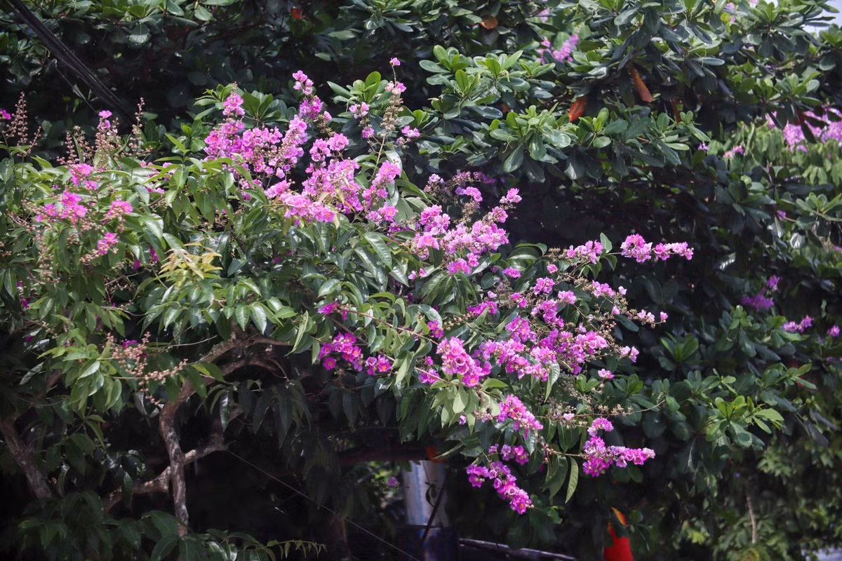 Ve xu dua ngam hoa bang lang khoe sac tim nao long-Hinh-5