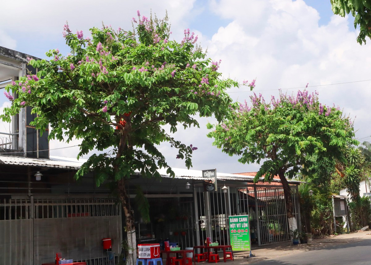 Ve xu dua ngam hoa bang lang khoe sac tim nao long-Hinh-3