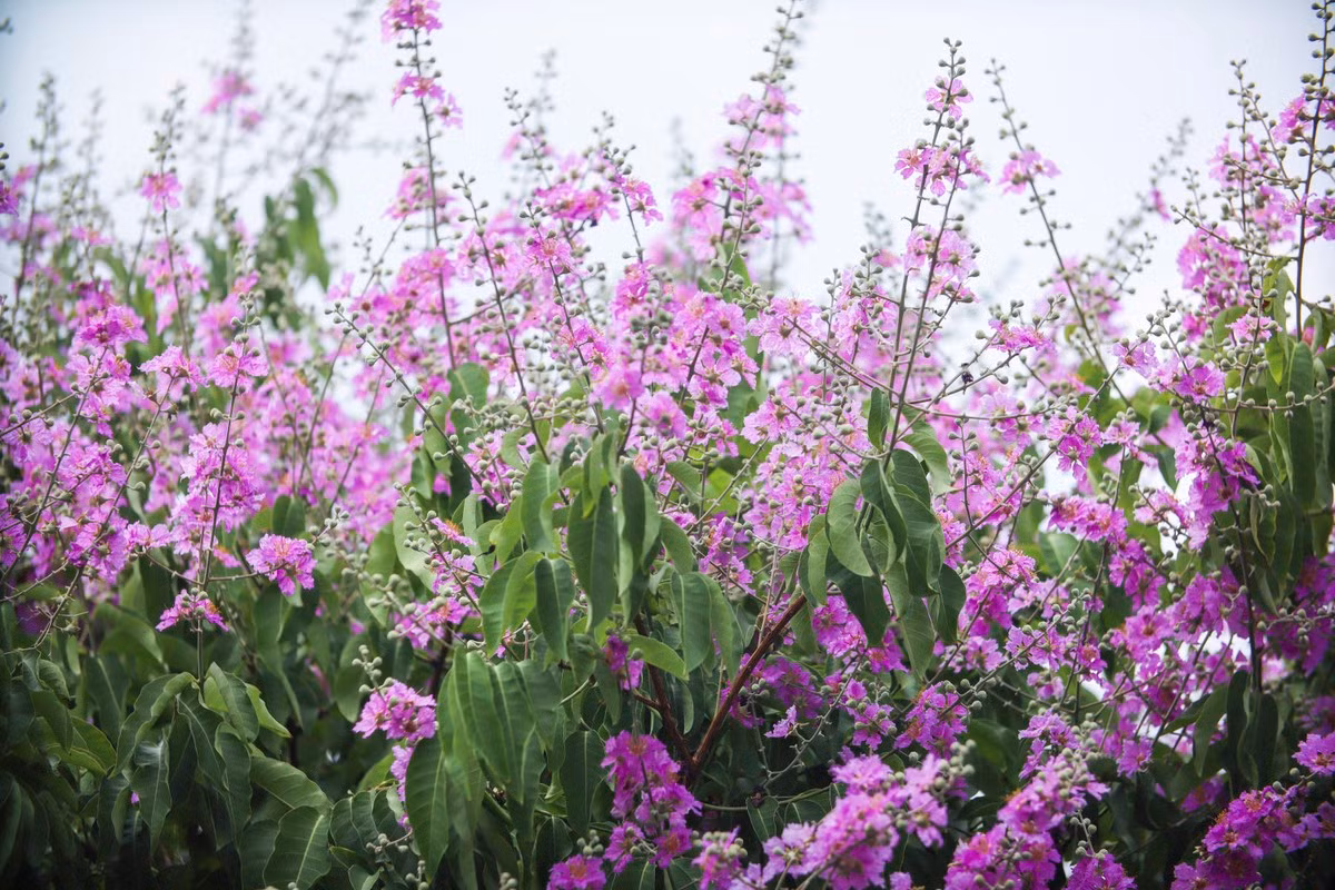 Ve xu dua ngam hoa bang lang khoe sac tim nao long-Hinh-8