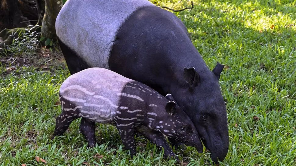 Phat hien hai cot 2.200 nam tuoi cua gau truc va heo voi-Hinh-2