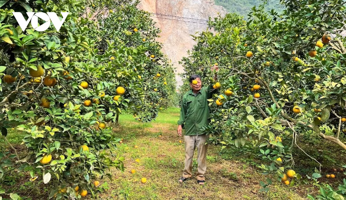 Vườn cam trĩu quả giúp nông dân Nghệ An thu về tiền tỷ - Hình 2 Vuon cam triu qua giup nong dan Nghe An thu ve tien ty-Hinh-2